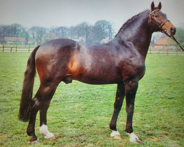 Deckhengst Calypso II (Holsteiner, 1974, von Cor de la Bryère)