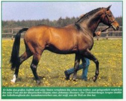 stallion Arogno (Trakehner, 1976, from Flaneur)