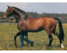 stallion Arogno (Trakehner, 1976, from Flaneur)