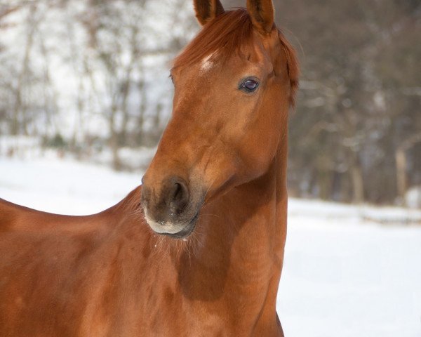 dressage horse Legolas (Hanoverian, 2008, from Londontime)