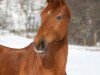 dressage horse Legolas (Hanoverian, 2008, from Londontime)