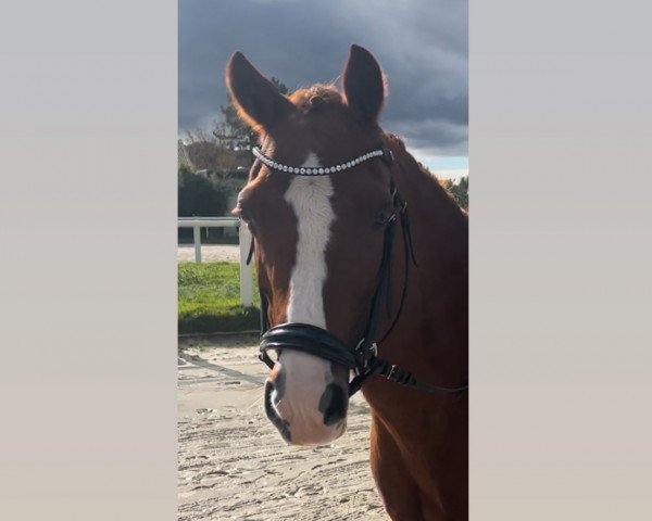 dressage horse Nobels Girlpower (Nederlands Welsh Ridepony, 2009, from Le Matsjo)