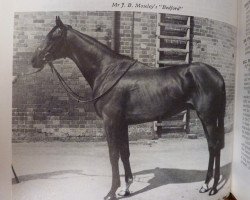 stallion Bedford xx (Thoroughbred, 1978, from Nijinsky xx)