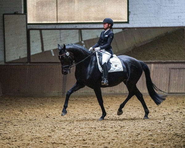 dressage horse Cono de Luz (Rhinelander, 2016)