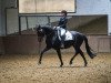 dressage horse Cono de Luz (Rhinelander, 2016)