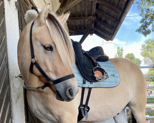 horse Malik (Fjord Horse, 2018, from Maurids)