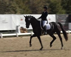 dressage horse Sir Figo (Oldenburg, 2016, from Sir Bedo)