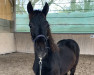 horse Legendary Indigo (Welsh-Cob (Sek. D), 2023, from Taraco Fiasco)