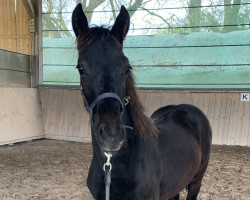 Pferd Legendary Indigo (Welsh-Cob (Sek. D), 2023, von Taraco Fiasco)