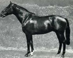 stallion Uranus (Selle Français, 1964, from Mersebourg)