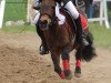 Dressurpferd Rapunzel (Shetland Pony, 2011)