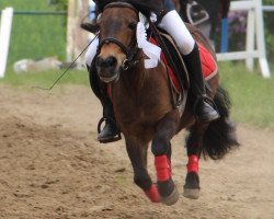 Dressurpferd Rapunzel (Shetland Pony, 2011)