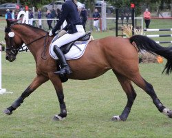 Springpferd Highlight (Deutsches Reitpony, 2006, von Hightower)