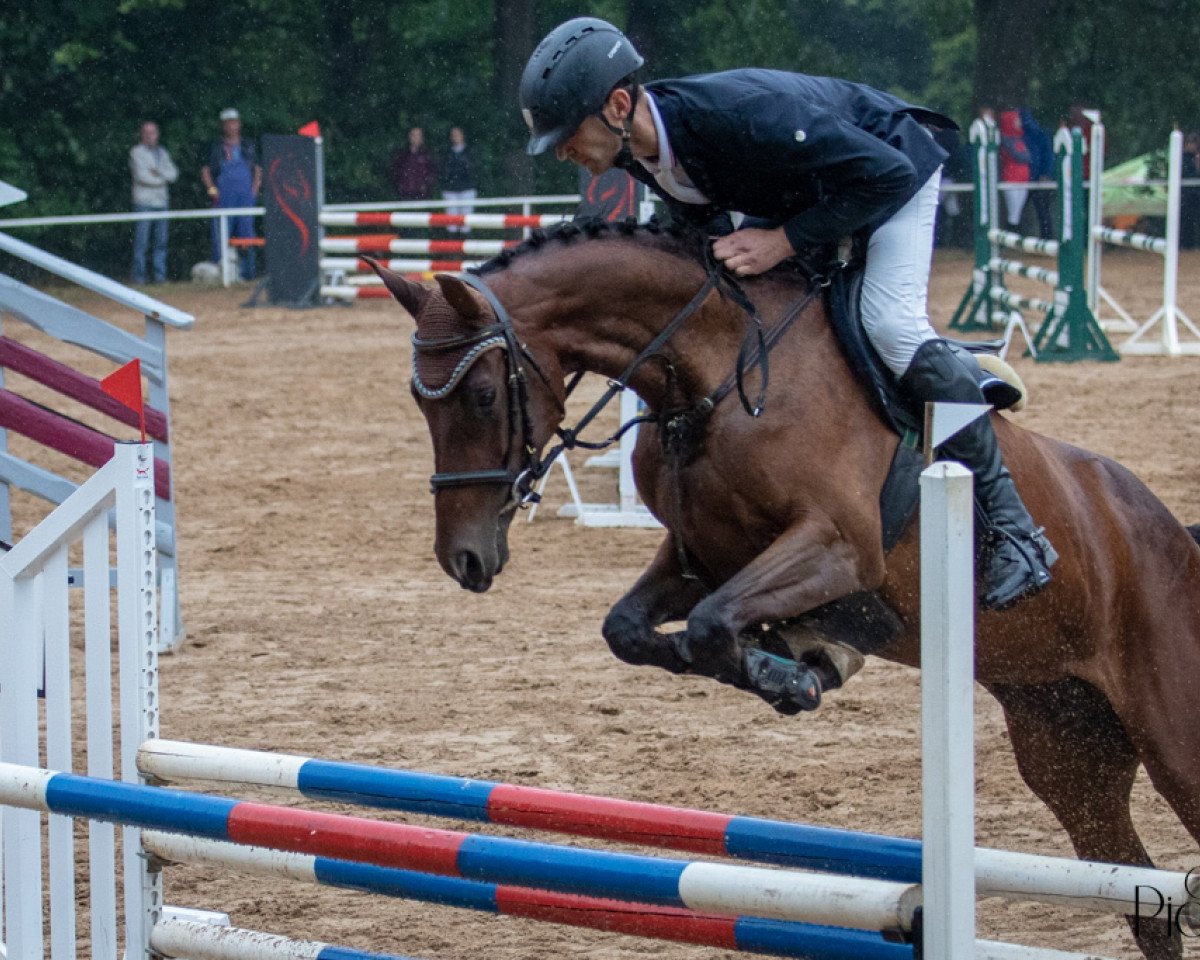 jumper Catch Me If You Can 53 (German Sport Horse, 2017, from Campitello)