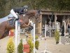 jumper Fly High Holly XX (Thoroughbred, 2018, from Helmet xx)