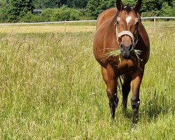 broodmare Ritualis (Bavarian, 1996, from Ritual)