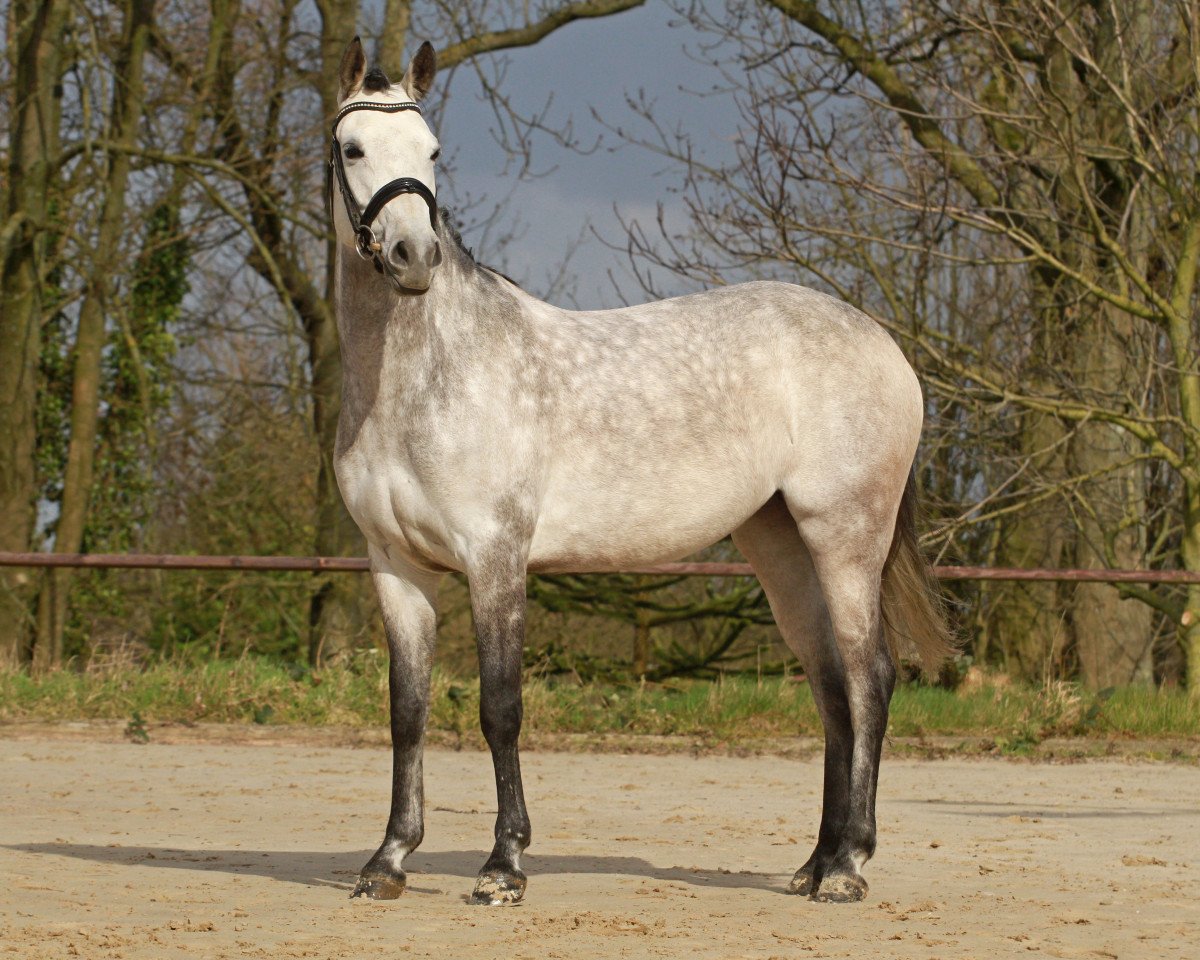 Zuchtstute Daily Trouble K (Deutsches Reitpony, 2010, von Dance Star AT NRW)
