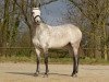 Zuchtstute Daily Trouble K (Deutsches Reitpony, 2010, von Dance Star AT)