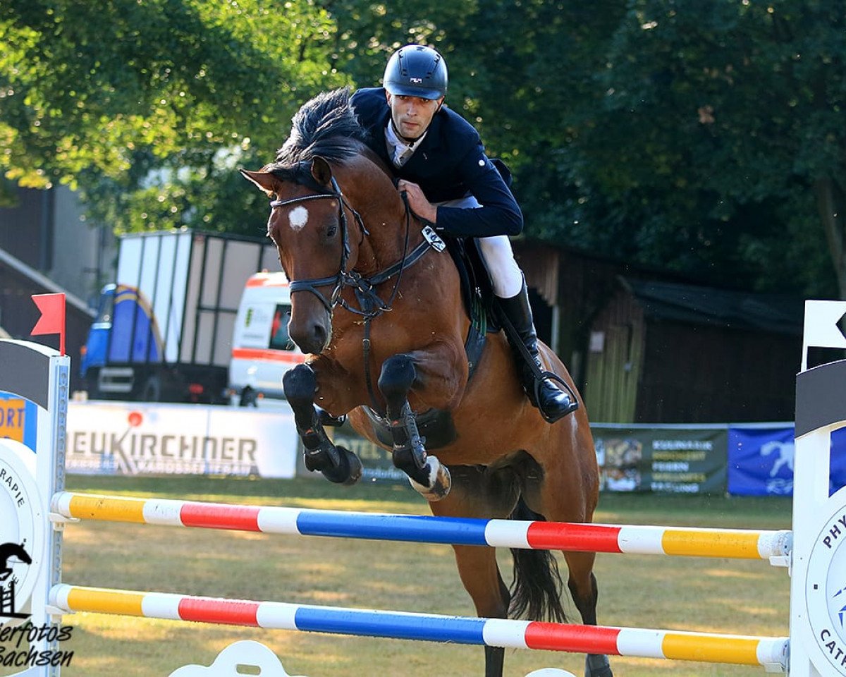 Springpferd Silbermond 41 (Deutsches Sportpferd, 2009, von Sandro Song)