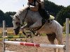 broodmare Jumping Girl (German Riding Pony, 2005, from Jugor II)