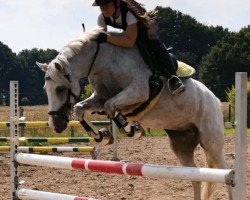 broodmare Jumping Girl (German Riding Pony, 2005, from Jugor II)