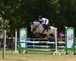 jumper Kira 658 (German Sport Horse, 2017, from Korano B)