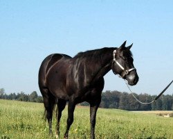 Zuchtstute UW Whiz N Angel (Quarter Horse, 2012)