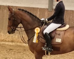 jumper Pop Art (Oldenburg show jumper, 2018, from Perigueux)