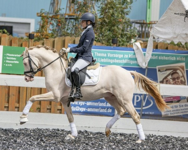 stallion Cashcode 3 (German Riding Pony, 2017, from Caramel FH WE)