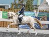 Deckhengst Cashcode (Deutsches Reitpony, 2017, von Caramel FH WE)