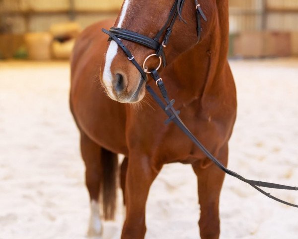 Zuchtstute Emmy (Sächs.-Thür. Schweres Warmbl., 2006, von Elexier II)