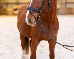 broodmare Emmy (Sachs-door. Heavy Warmbl., 2006, from Elexier II)