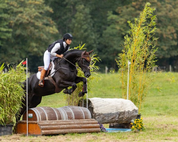 dressage horse Toffee's Black Diamond (Oldenburg, 2019, from Top Gear)