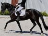 dressage horse Rock my heart 12 (Hanoverian, 2015, from Royal Blend)