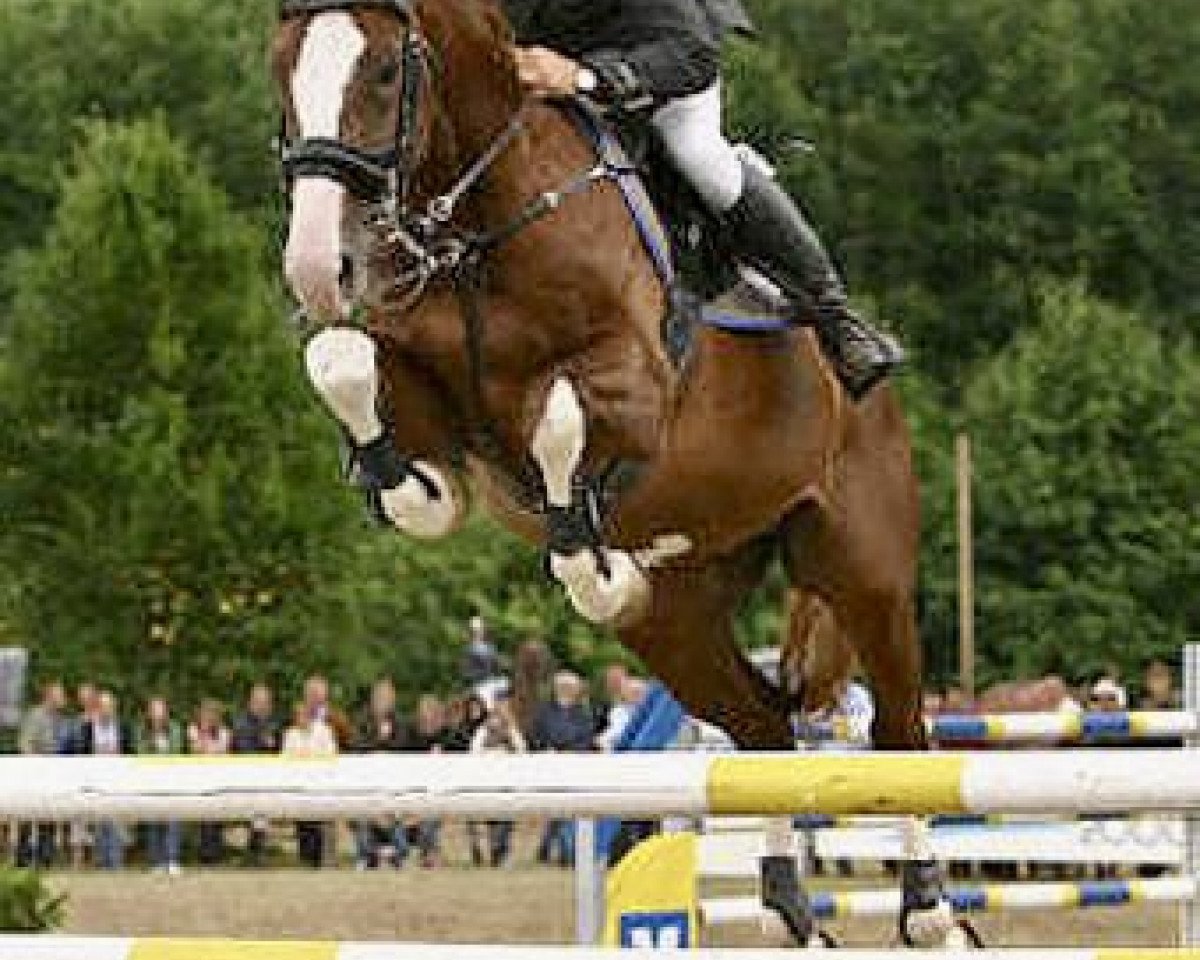 stallion Feuerball 78 (Hanoverian, 2000, from For Pleasure)