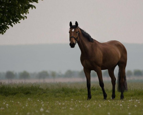 Pferd Herbus (Polnisches Warmblut, 2010, von Herbur)