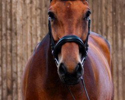 dressage horse Fabrizio (Hanoverian, 2009, from Florencio I)