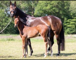 broodmare Fee (Oldenburg, 2015, from Fürstenball)