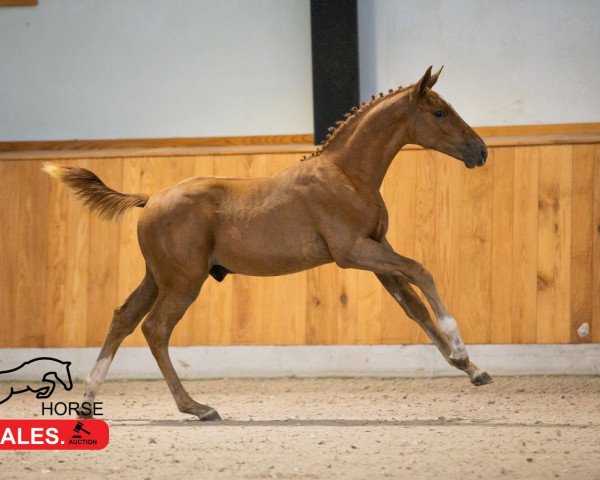 Springpferd Embolo Siraxta Z (Zangersheide Reitpferd, 2022, von Emerald van 't Ruytershof)