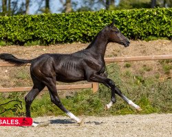 jumper Cantalupppi Siraxta Z (Zangersheide riding horse, 2022, from Cornet Obolensky)