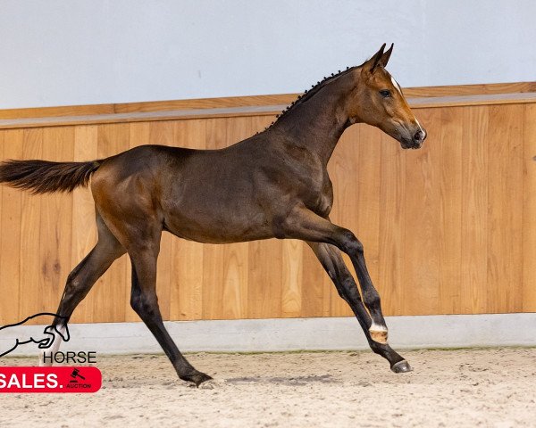 jumper Carvalho Siraxta Z (Zangersheide riding horse, 2023, from Cornet Obolensky)