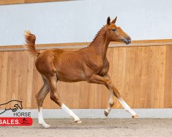 jumper Esposito Siraxta Z (Zangersheide riding horse, 2023, from Emerald van 't Ruytershof)