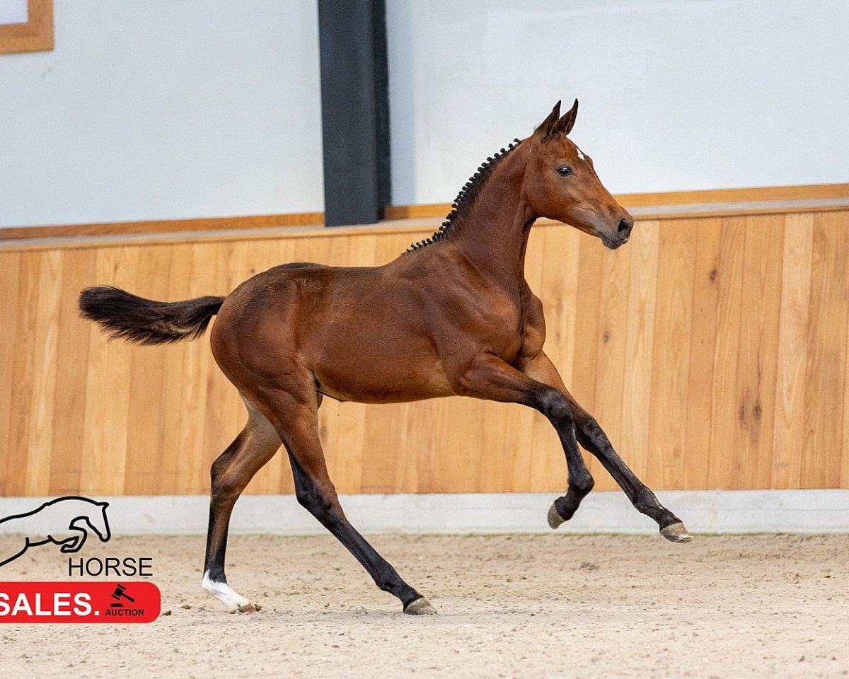 Springpferd Elyounoussi Siraxta Z (Zangersheide Reitpferd, 2023, von Eldorado van de Zeshoek)