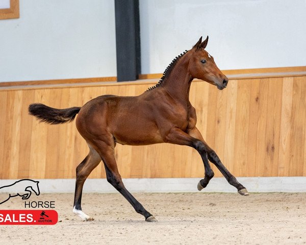 jumper Elyounoussi Siraxta Z (Zangersheide riding horse, 2023, from Eldorado vd Zeshoek Tn)