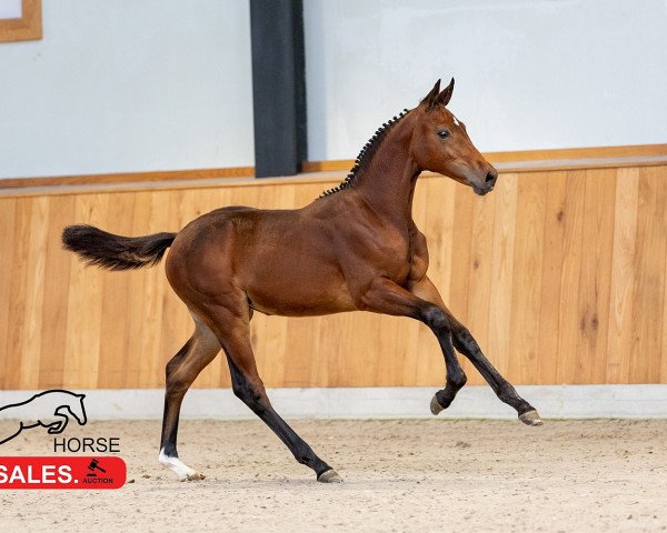 Springpferd Elyounoussi Siraxta Z (Zangersheide Reitpferd, 2023, von Eldorado vd Zeshoek Tn)