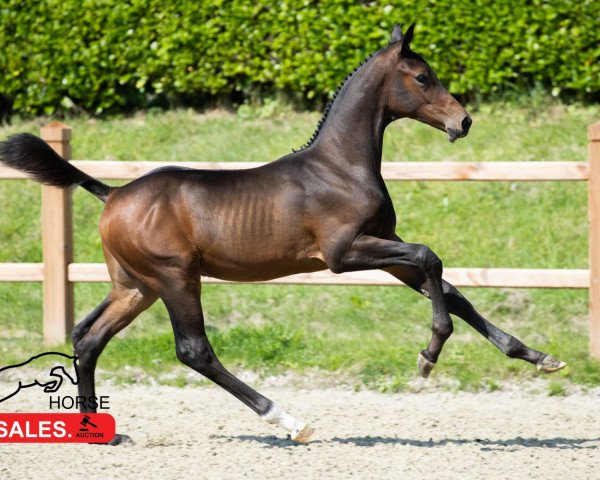 jumper Coutinho Siraxta Z (Zangersheide riding horse, 2021, from Cornet Obolensky)