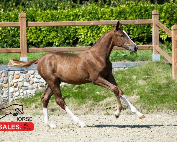 Springpferd Elneny Siraxta Z (Zangersheide Reitpferd, 2021, von Emerald van 't Ruytershof)