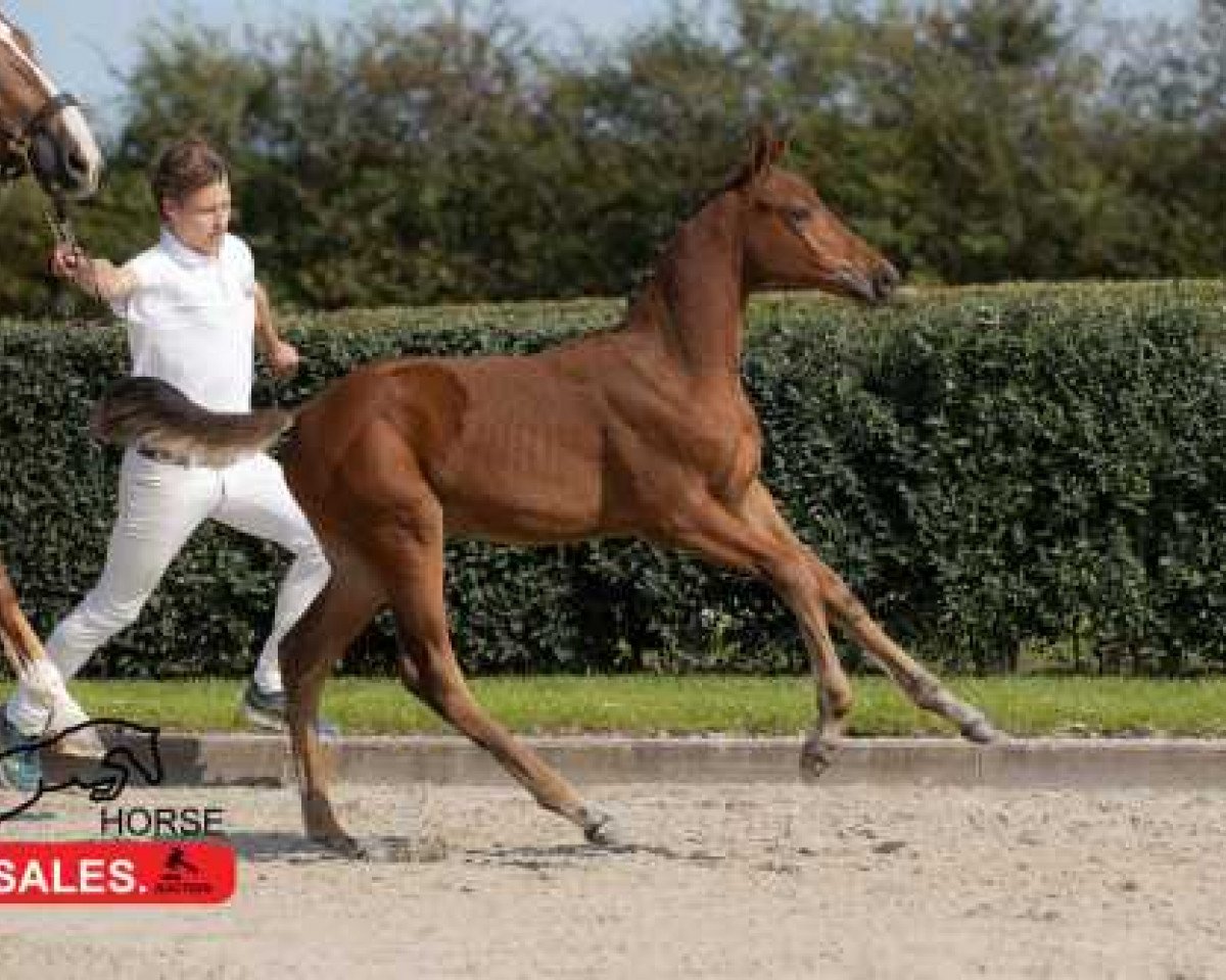Zuchtstute Trezeguet Siraxta Z (Zangersheide Reitpferd, 2020, von Toulon)