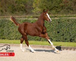 broodmare Onana Siraxta Z (Zangersheide riding horse, 2020, from Ogano Sitte)