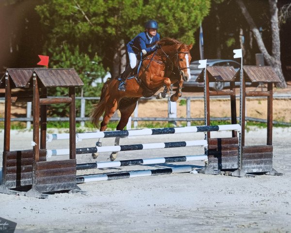 horse Siraxta Suarez (Irish Sport Horse, 2016, from Sandro Boy)